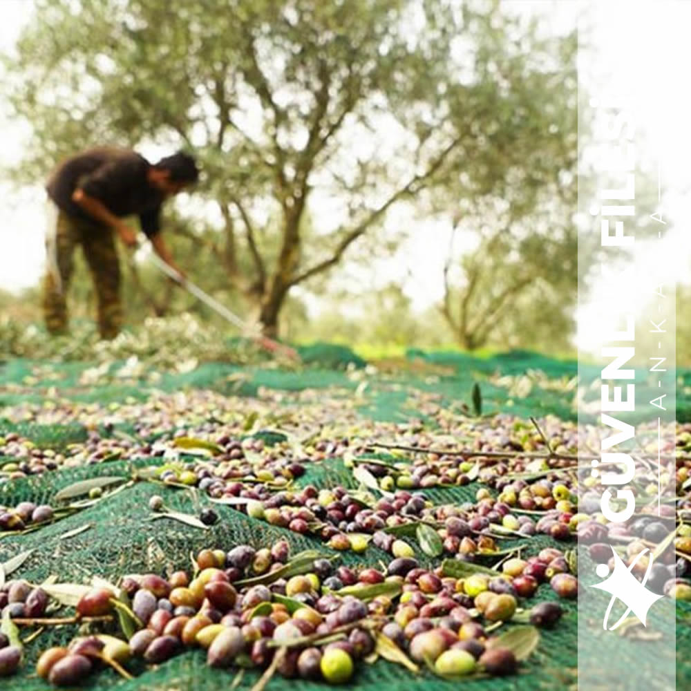 zeytin-toplama-filesi
